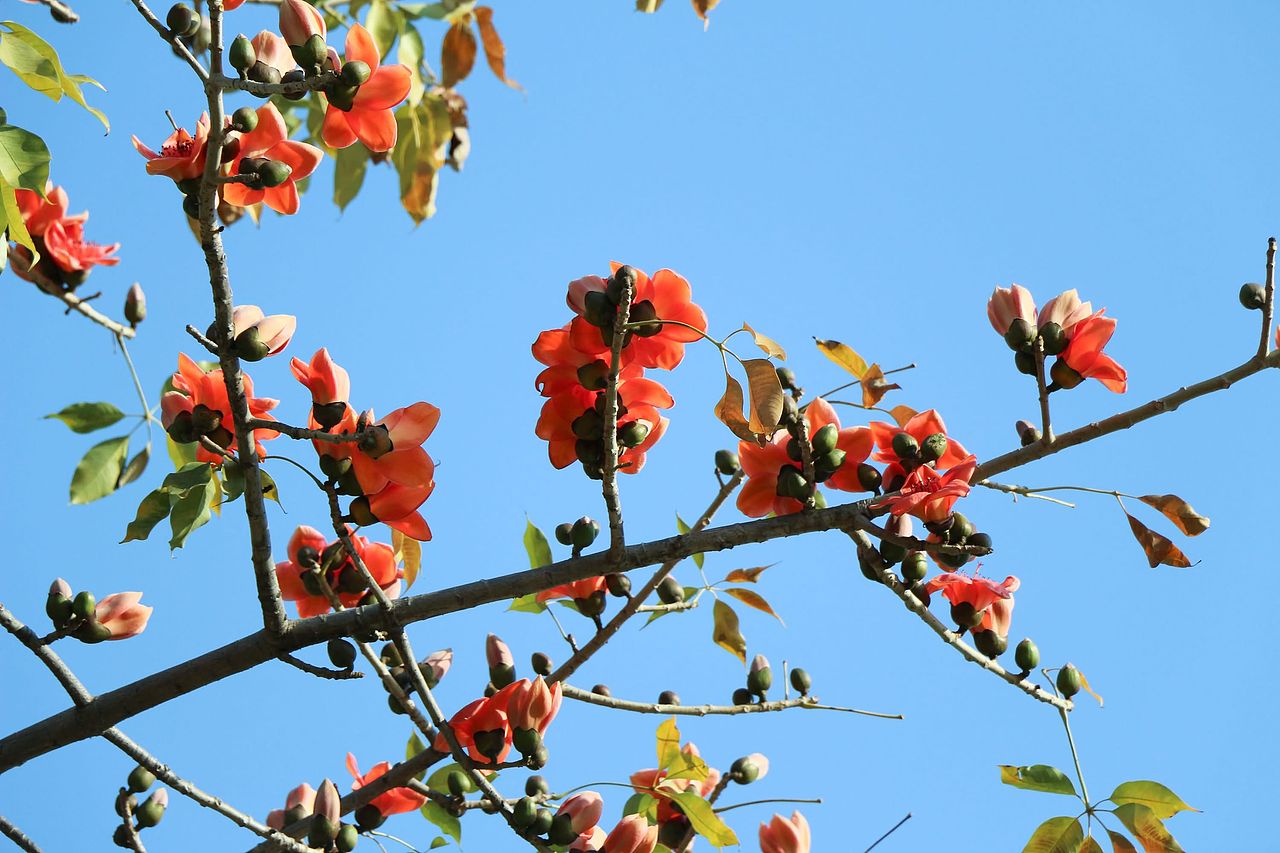 阳春三月在人海中赏花