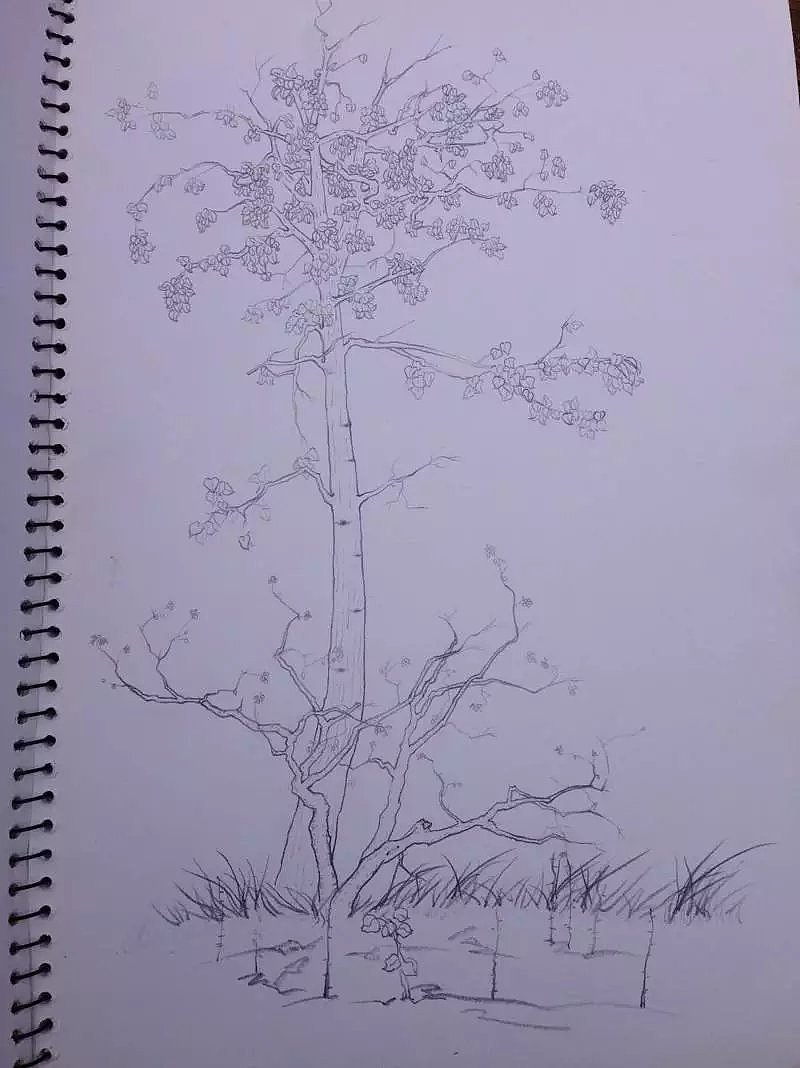 杨树手绘图图片