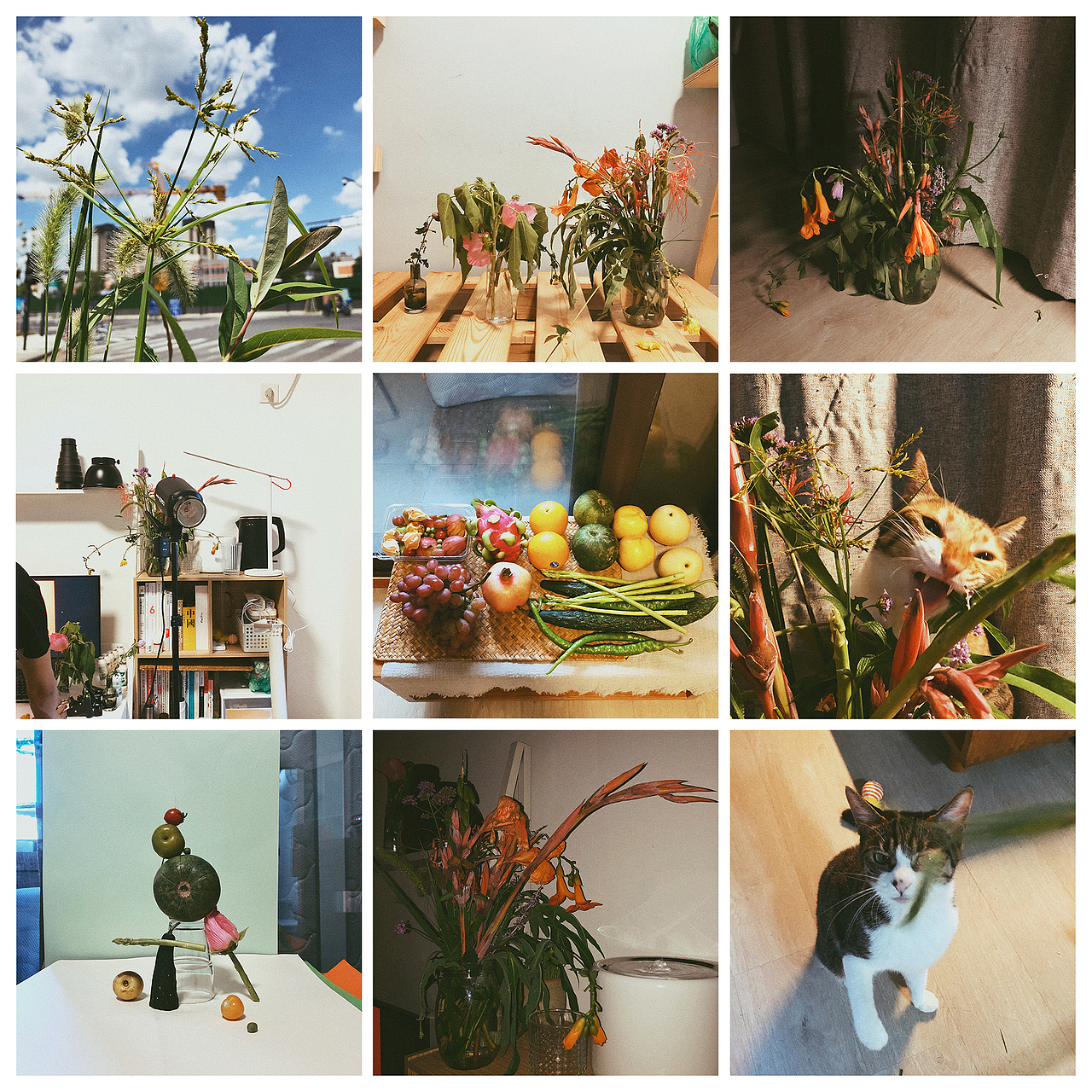 果蔬小品|食材的魅力