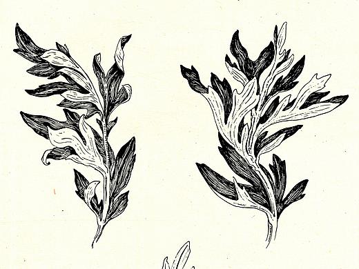 草药商人