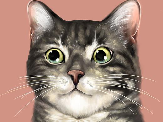 同事的猫