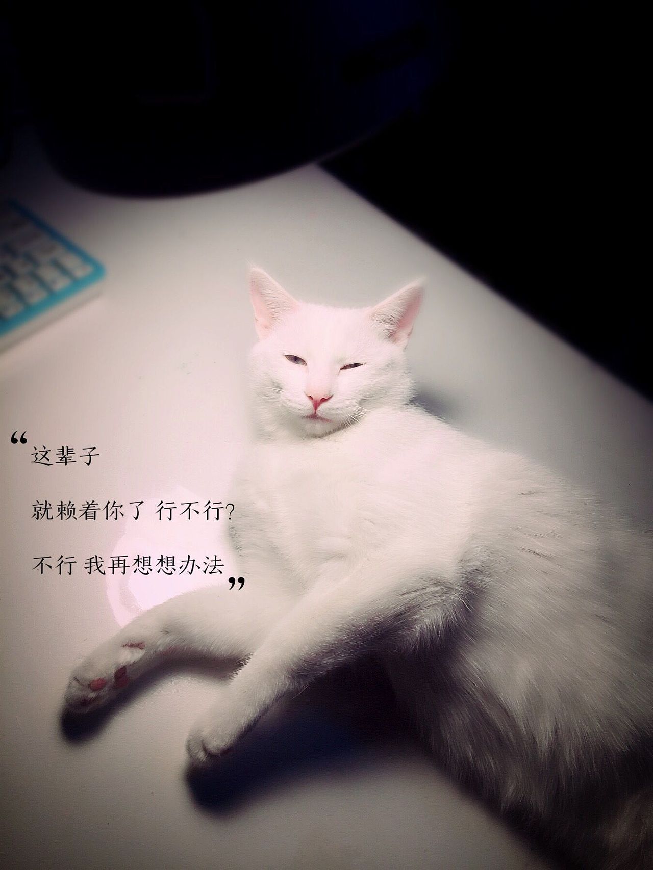 进宝の日常（图ZNDgxMDQwNjg=） - 宠物摄影 - 站酷设计师杨大屁原创素材 - 站酷ZCOOL
