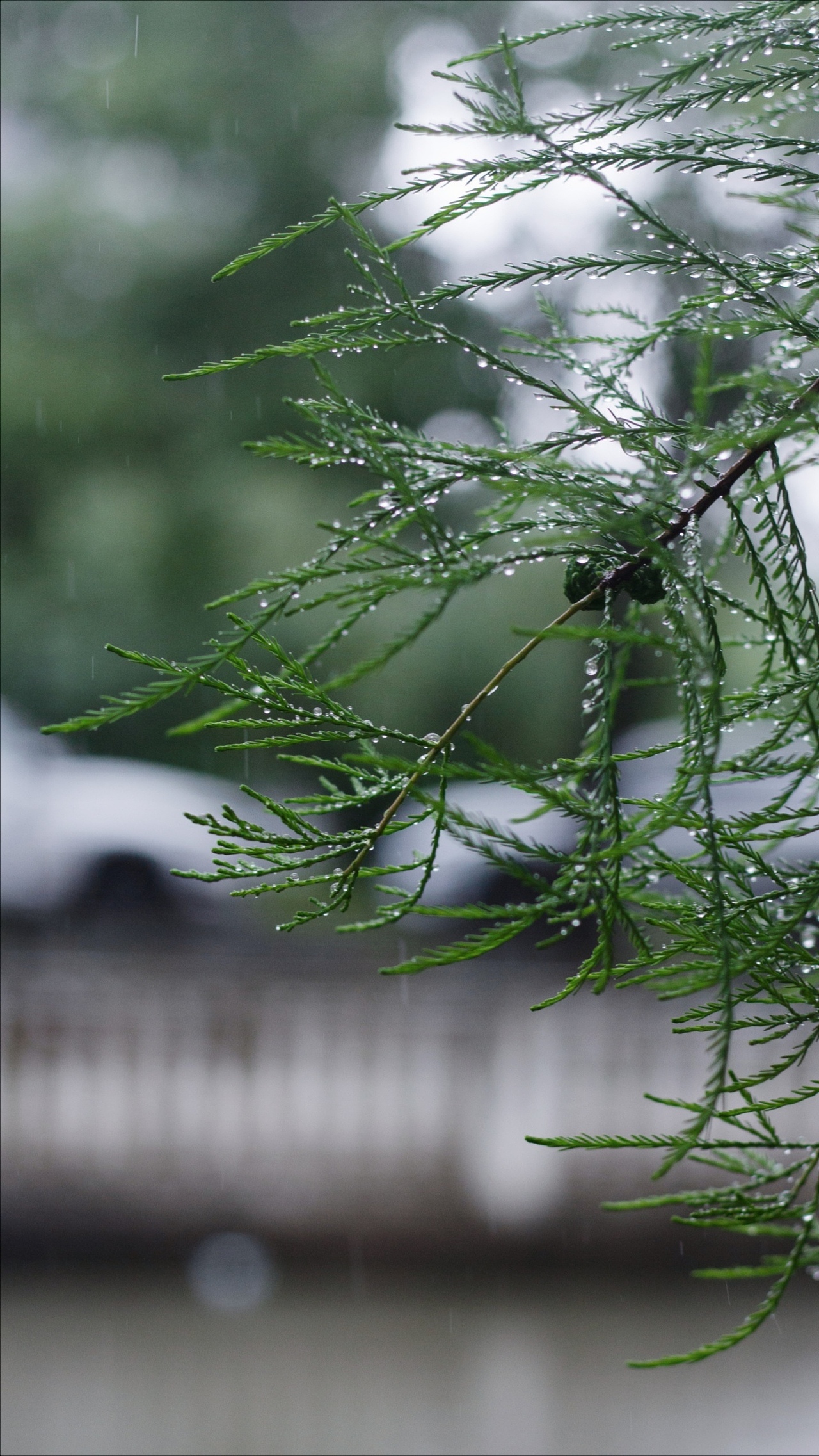 夏天是属于祖玛珑的（图ZMjU2ODA5ODA0） - 产品摄影 - 站酷设计师Sansangs原创素材 - 站酷ZCOOL