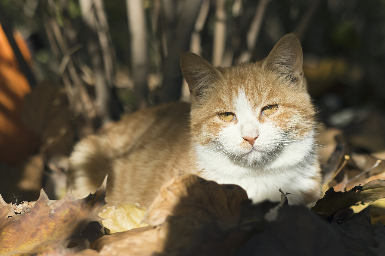学院里的共享猫咪