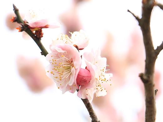 浮香雪蕊一见惊，一点梅心入诗心