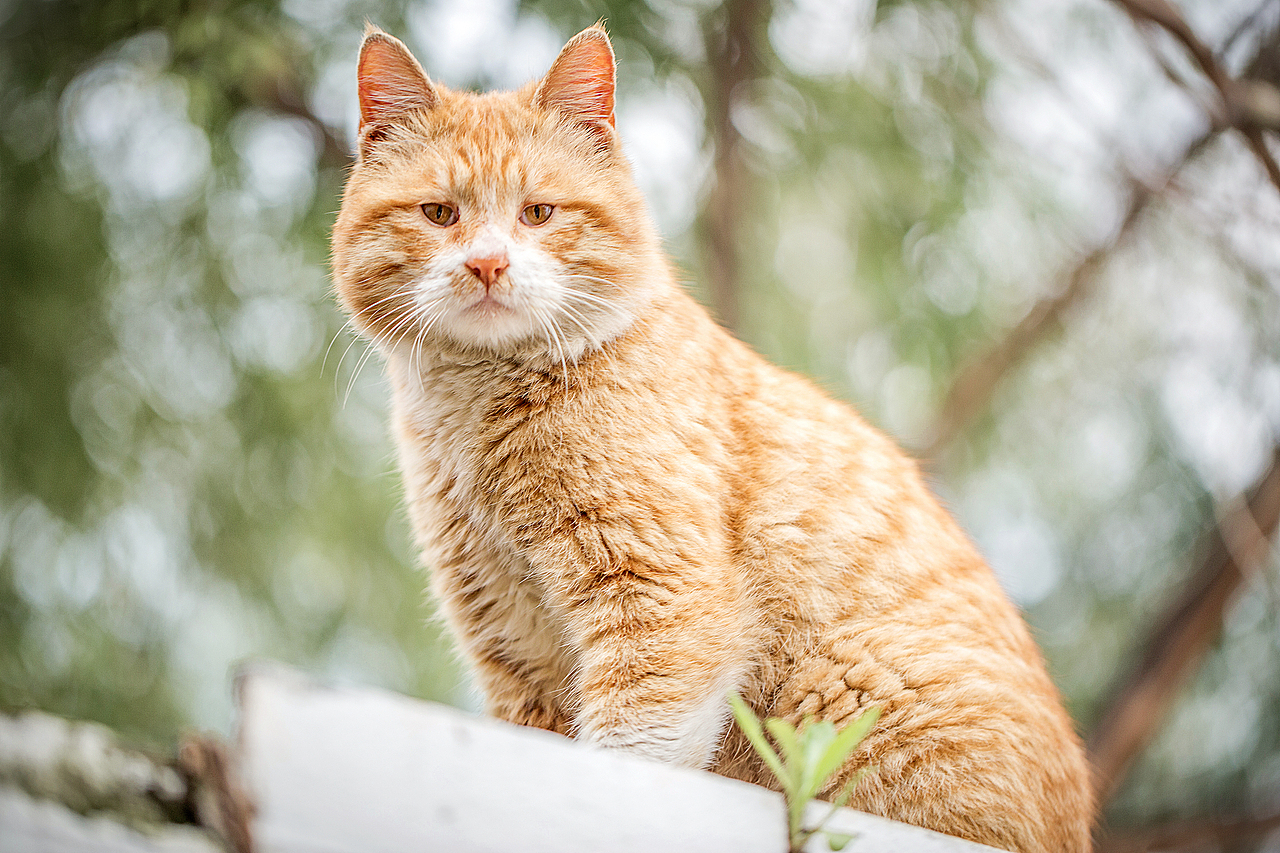 花园里的橘猫（图ZMTE2MzQxODky） - 宠物摄影 - 站酷设计师Jun丶俊原创素材 - 站酷ZCOOL