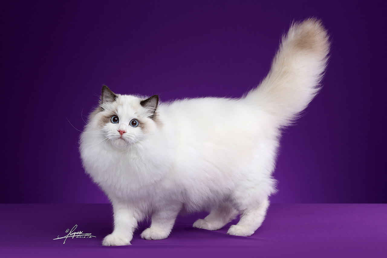 布偶猫（图ZMTY5OTg2MzA4） - 宠物摄影 - 站酷设计师AMYWORKS赛猫摄影原创素材 - 站酷ZCOOL