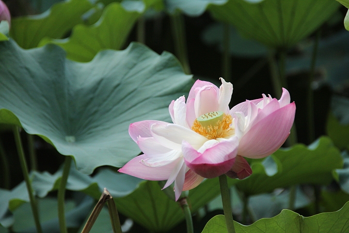 2013-立秋后的-荷