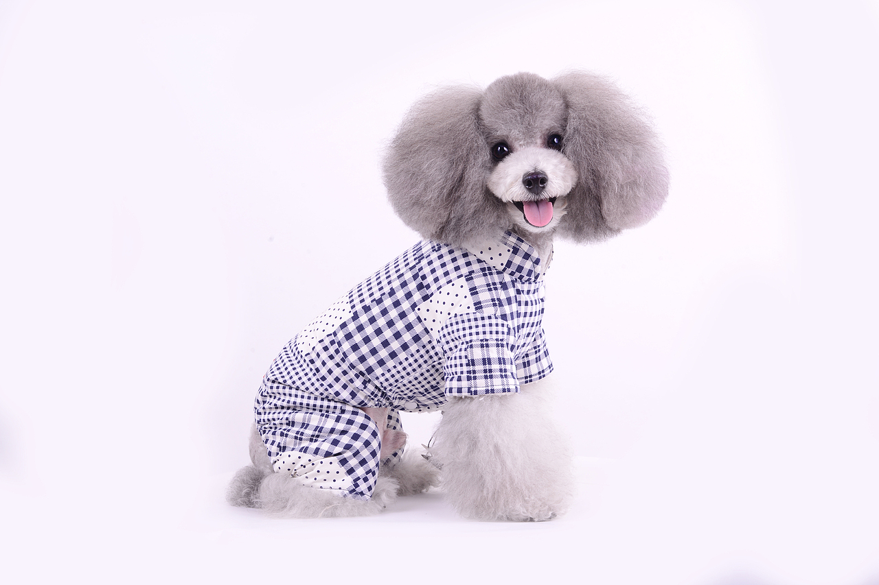 深圳宠物摄影-宠物服装拍摄