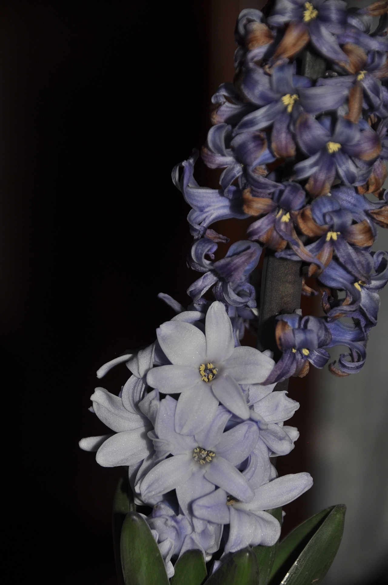 夜来香——风信子