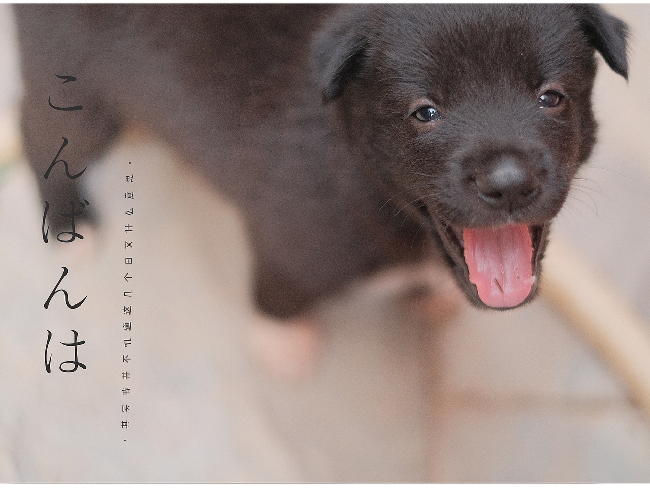 宠物中华田园犬小奶狗