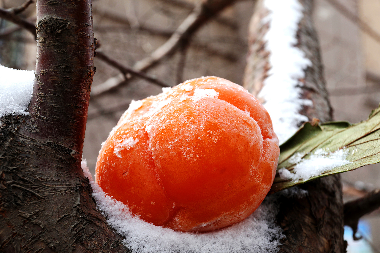 美食摄影/冻柿子 静物摆拍 无修图 自然黄光