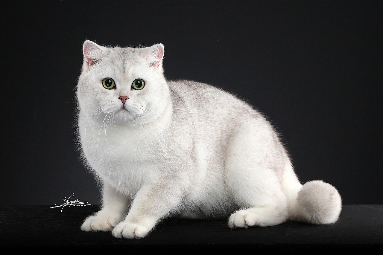 英国短毛猫AMYWORKS,拍摄于江苏