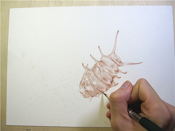 纸上彩铅--《凤蝶幼虫》过程随录（图ZMTM1NTcyMzY=） - 绘画 - 站酷设计师超超的青葱原创素材 - 站酷ZCOOL