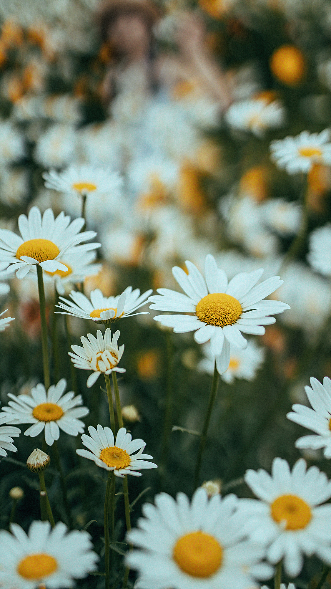 小雏菊的夏天（图ZMjEzNzU5MTg4） - 人像摄影 - 站酷设计师摄影师不可说原创素材 - 站酷ZCOOL