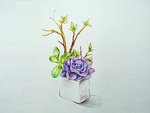 花卉系列【插画】