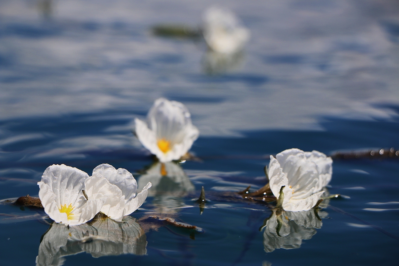 泸沽湖|水性杨花