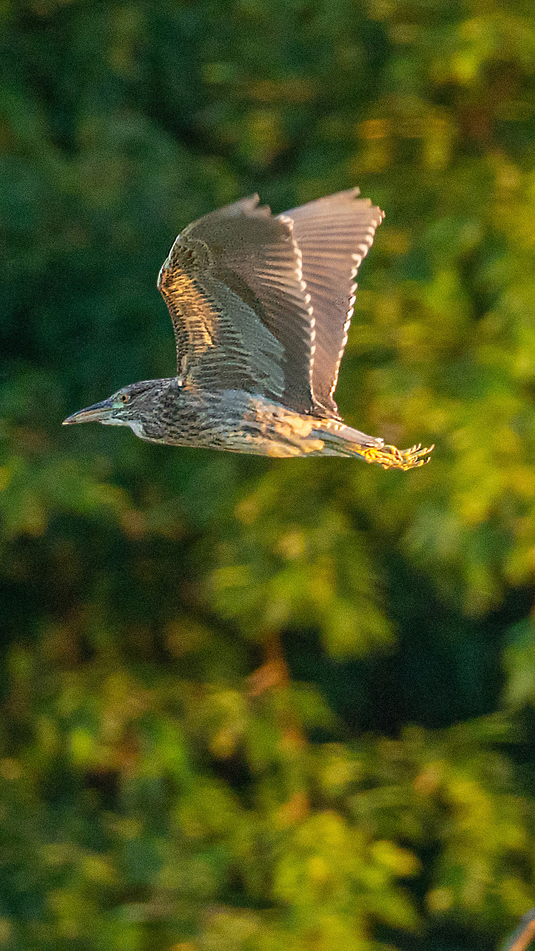 索尼a7r2 适马100-400dgdn拍鸟
