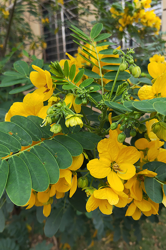 2020年海南儋州写生第二辑(二月作品)