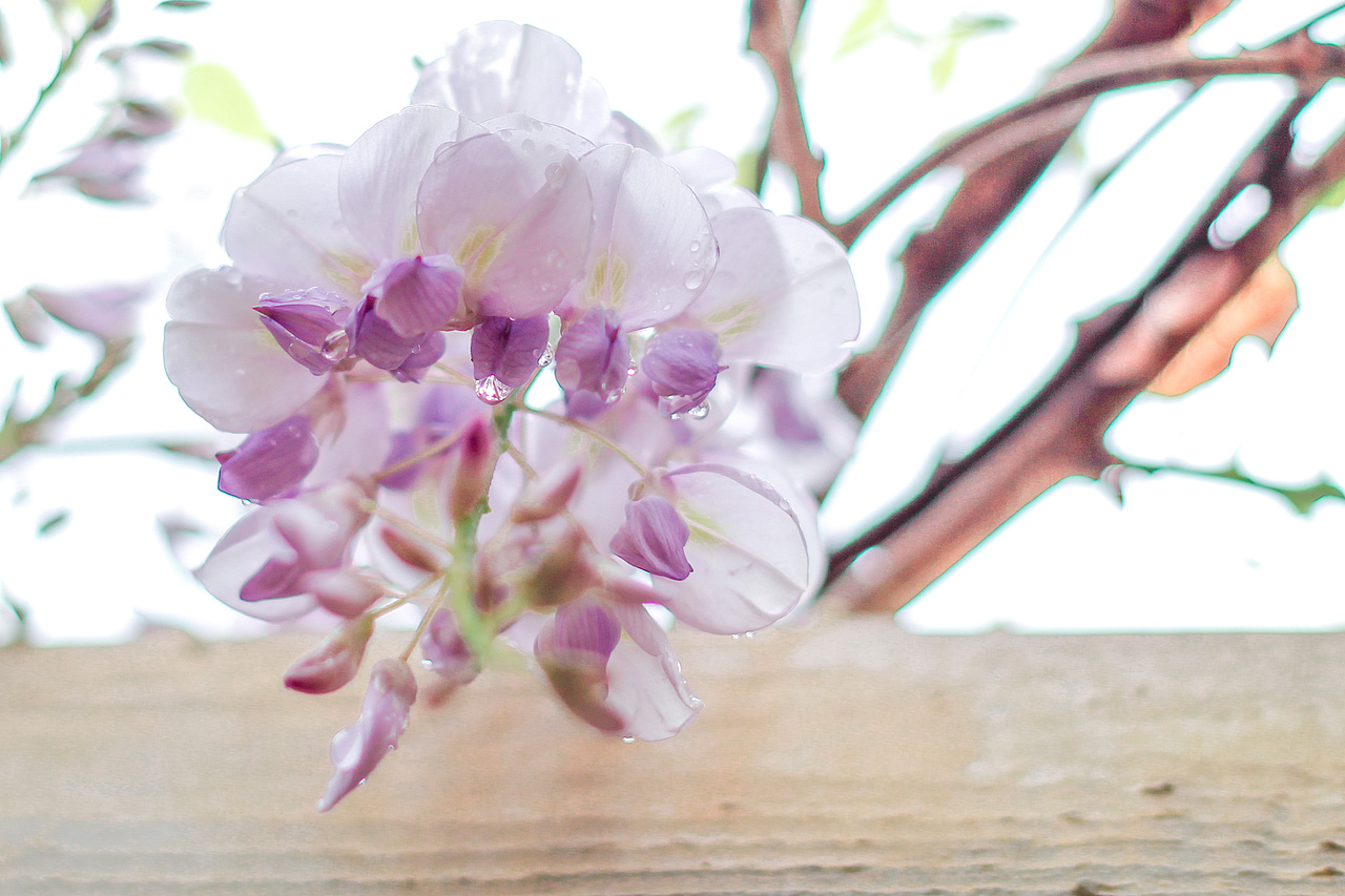 韶光易逝 春光莫负(二)