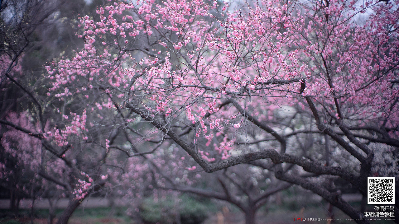 教程链接:https://m.qlchat.com/topic/2000001281283028.htm