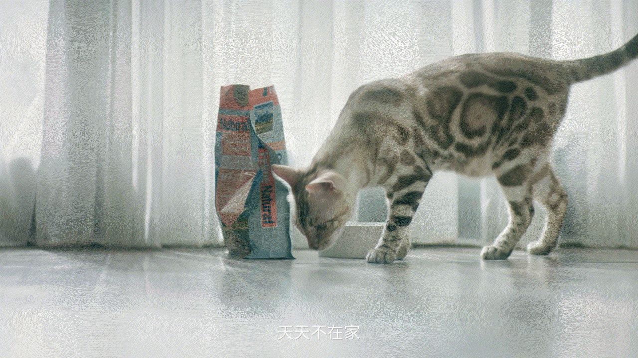 霍曼real智能喂食器