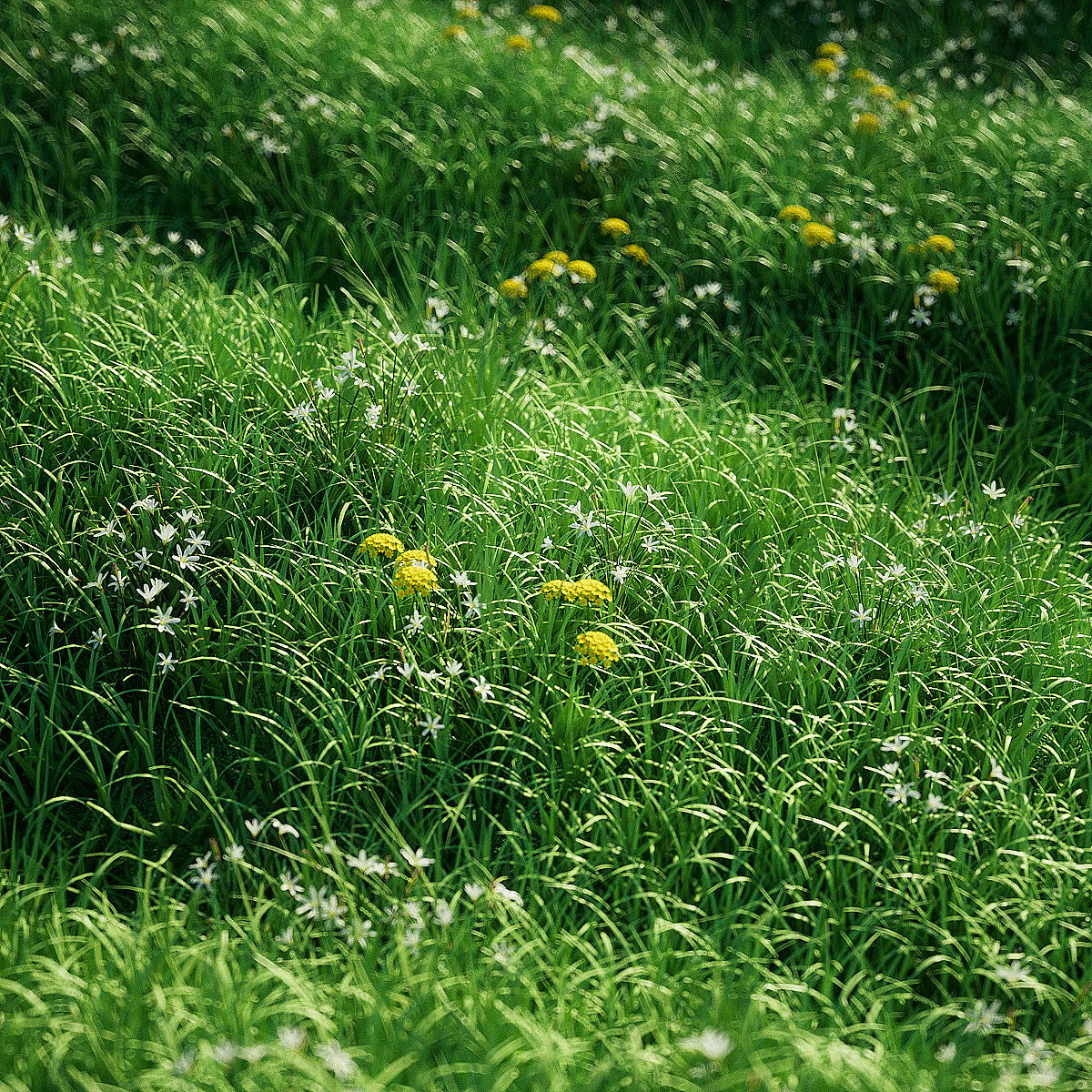 音响渲染 丛林 沙漠 草地