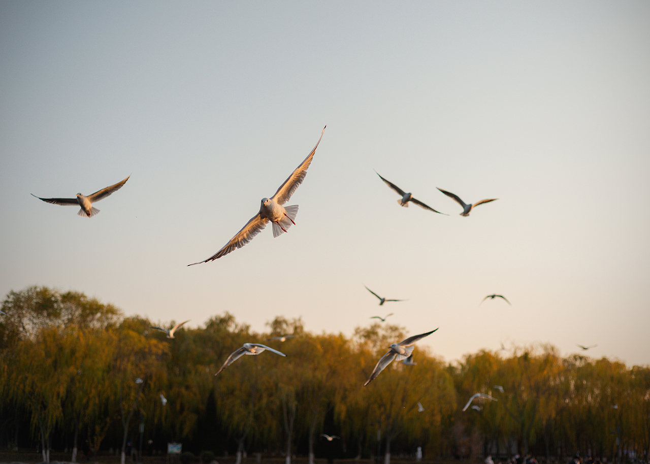 傍晚的公园（图ZMzY5NDkyMTAw） - 风光摄影 - 站酷设计师左格品牌原创素材 - 站酷ZCOOL