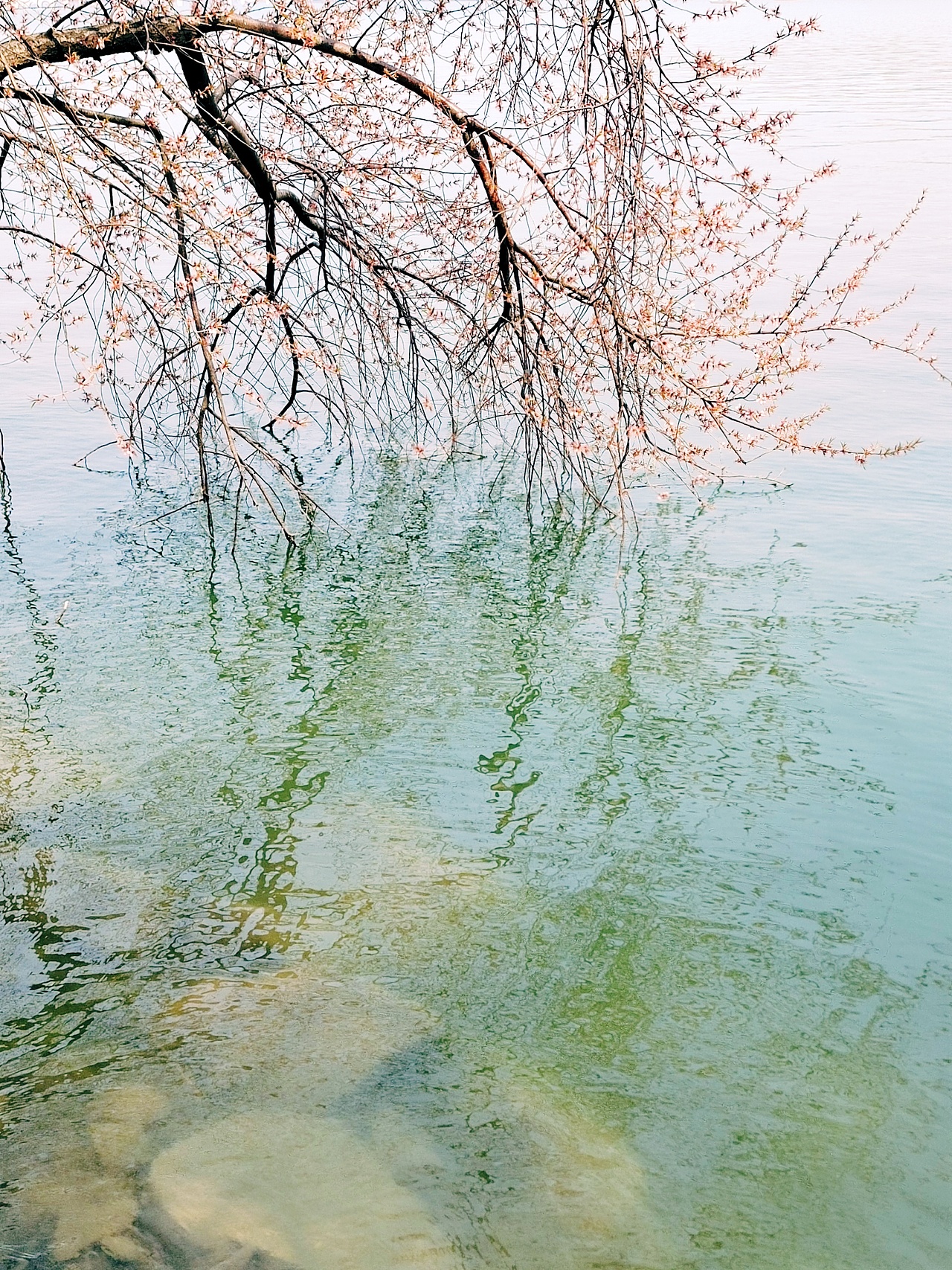 春风着淡彩（图ZMzY2MzU1NTUy） - 风光摄影 - 站酷设计师新心新灵原创素材 - 站酷ZCOOL