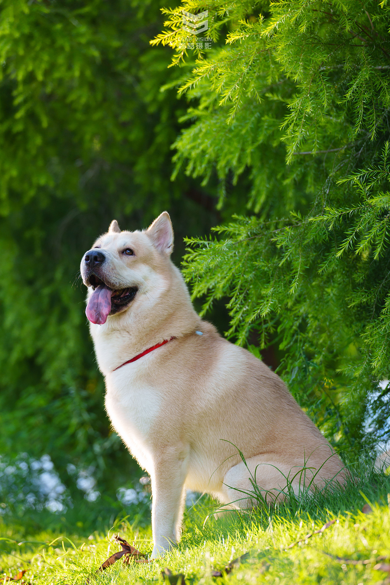 狗狗夏日戶外拍攝（圖ZMzQzMDIwNTA0） - 寵物攝影 - 站酷設(shè)計(jì)師小樣攝影原創(chuàng)素材 - 站酷ZCOOL