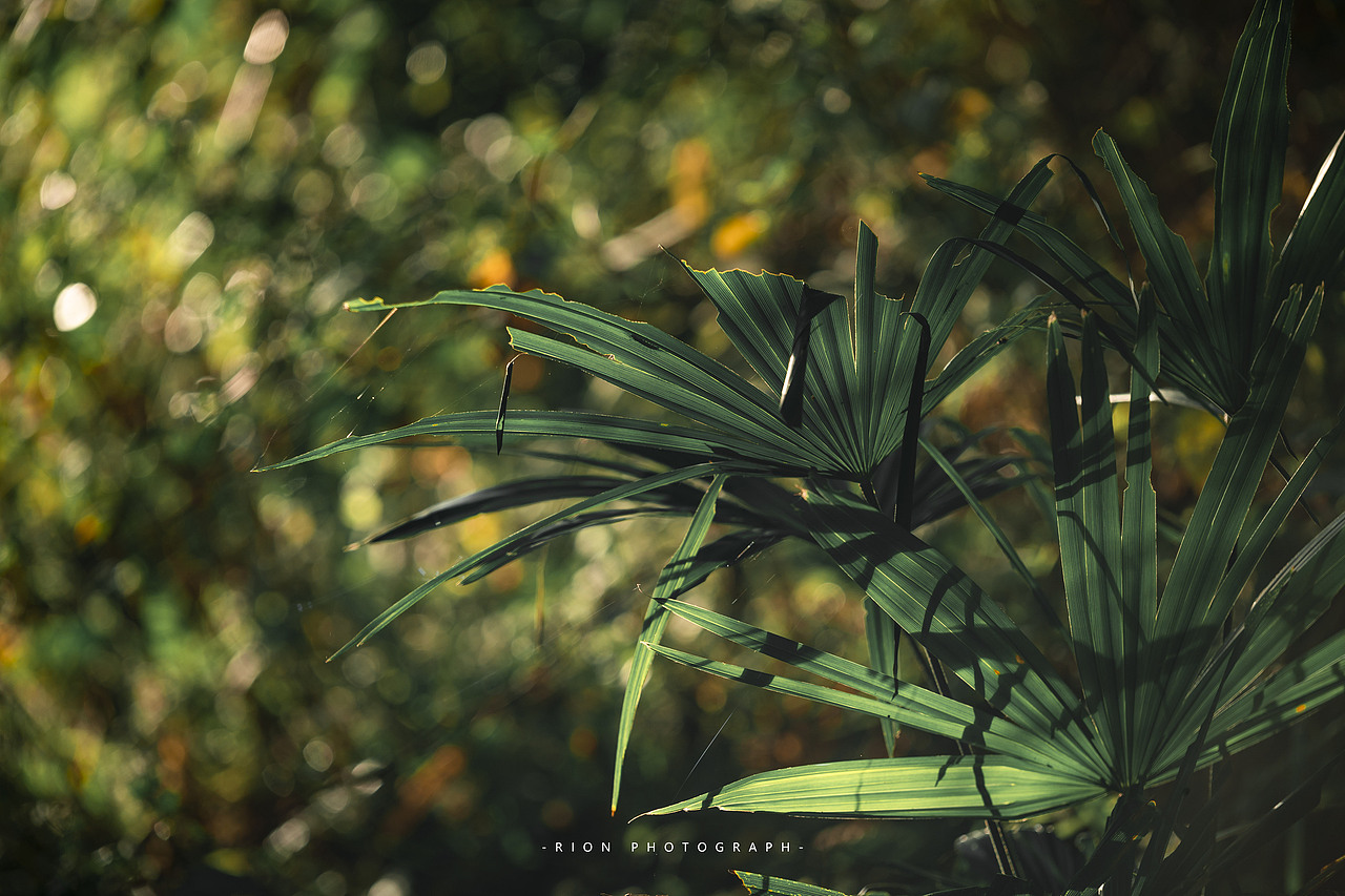 风光摄影丨秋意渐浓的龙胜梯田#WOW