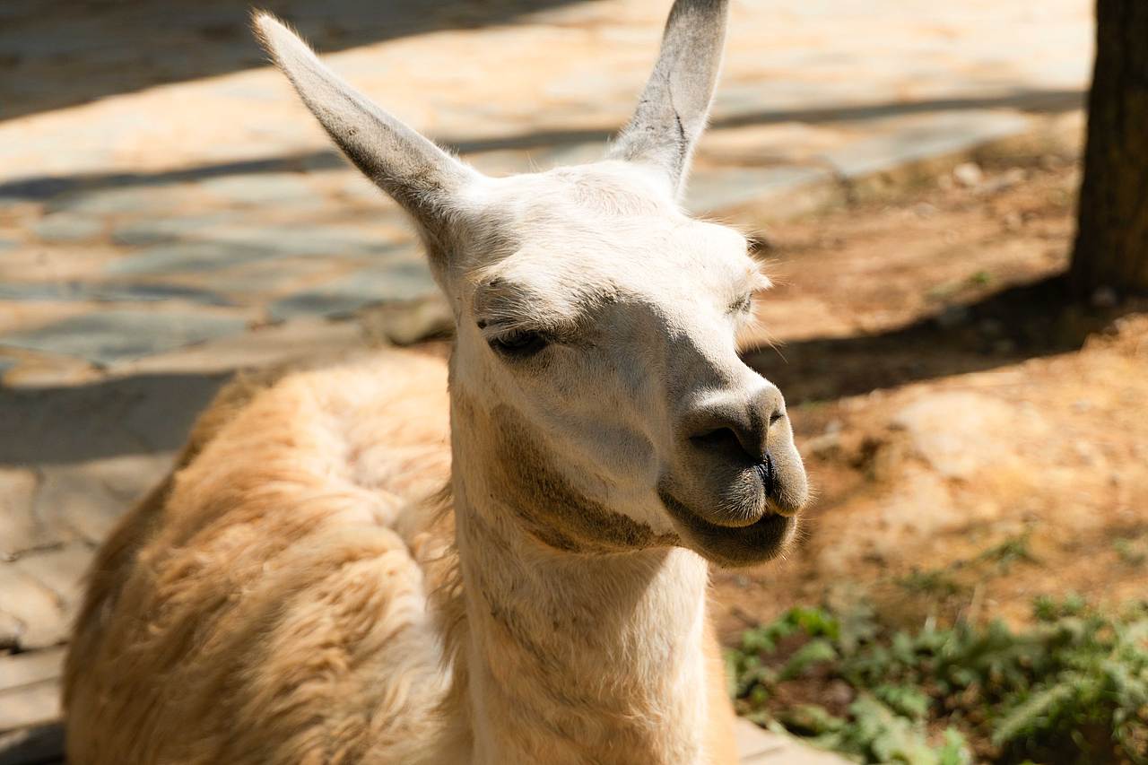 神奇动物在哪里(2)