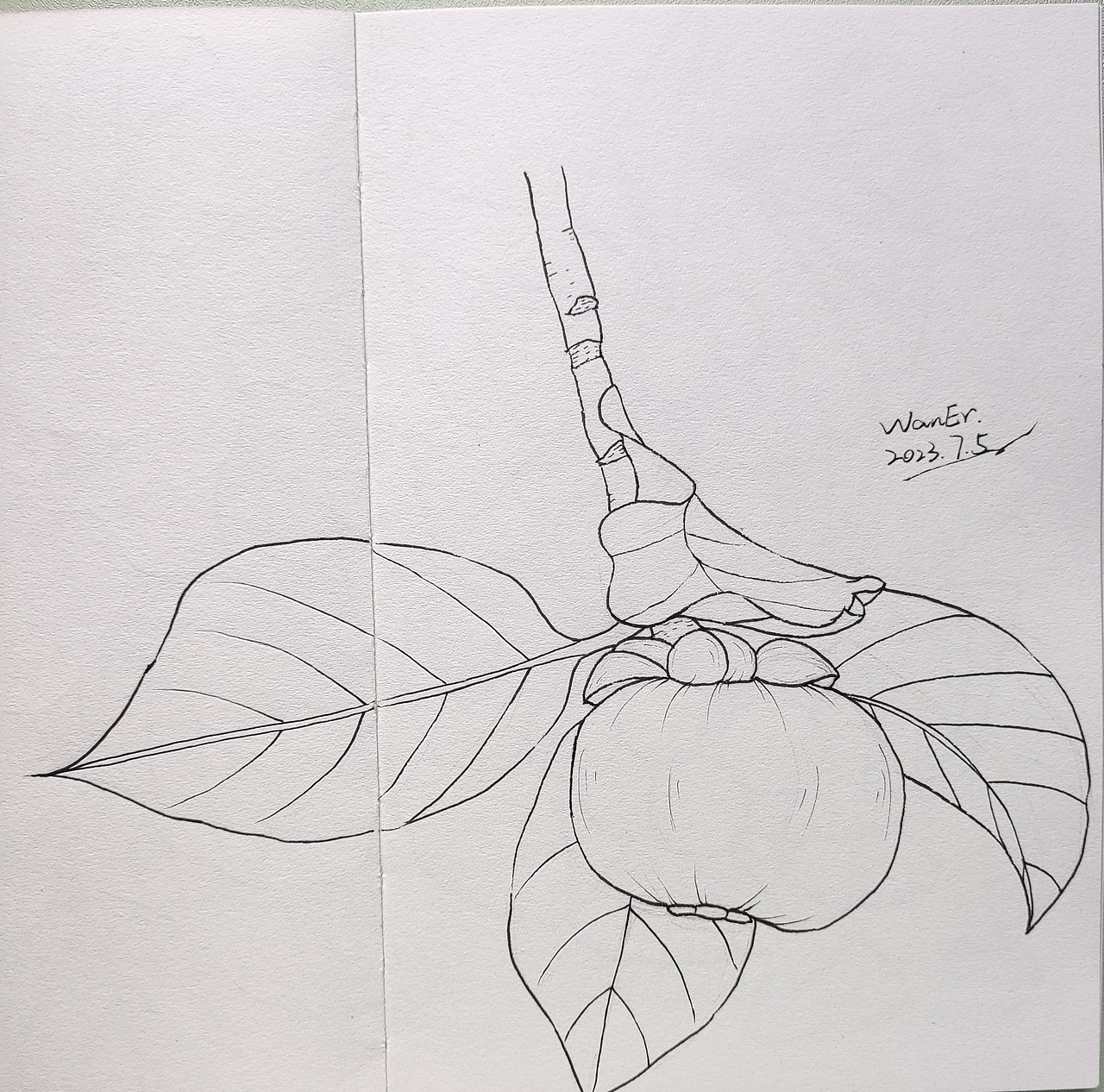 果子手绘线稿练习（图ZMzQ2MTE5Nzc2） - 创作习作 - 站酷设计师莞尔WanEr原创素材 - 站酷ZCOOL