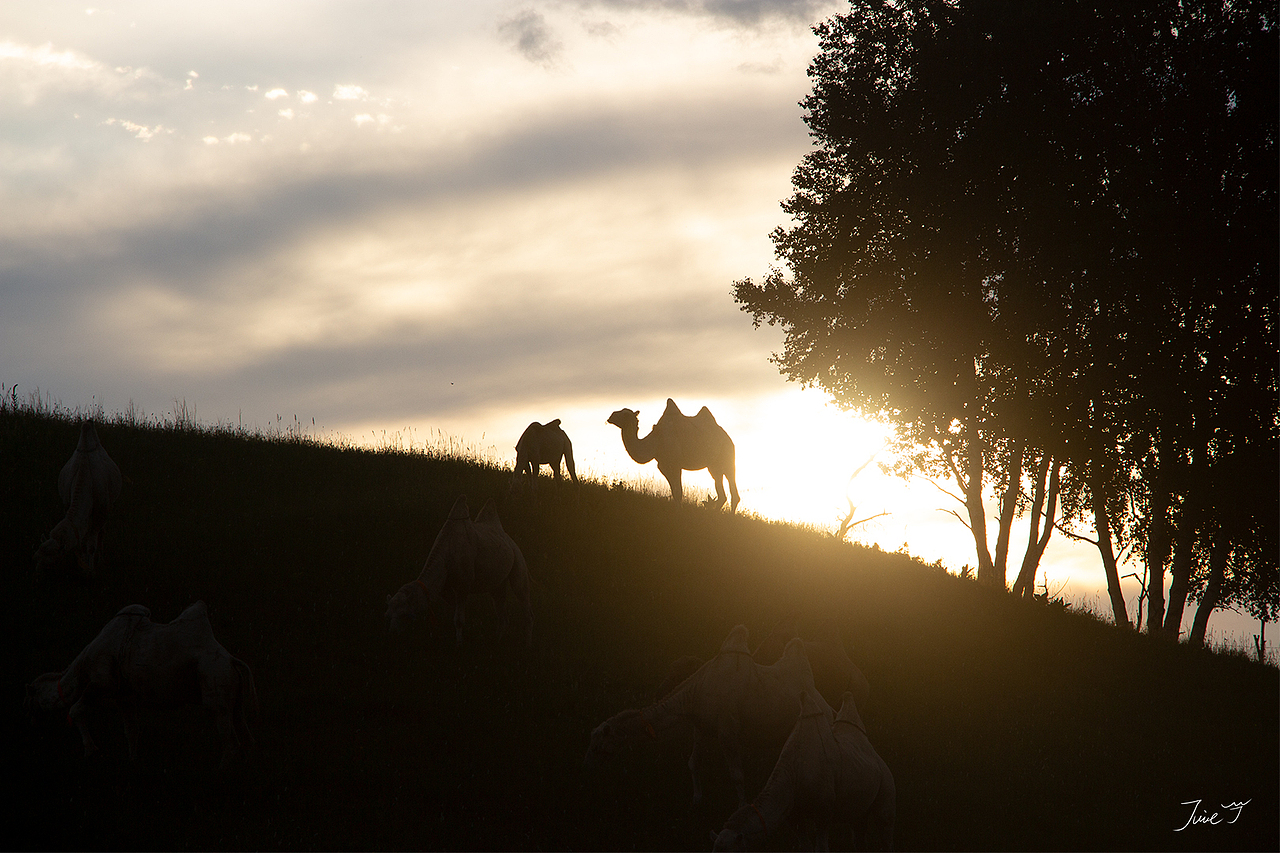 属于草原的清凉夏夜（图ZMzA5NjMwNzU2） - 风光摄影 - 站酷设计师Juice马迹原创素材 - 站酷ZCOOL