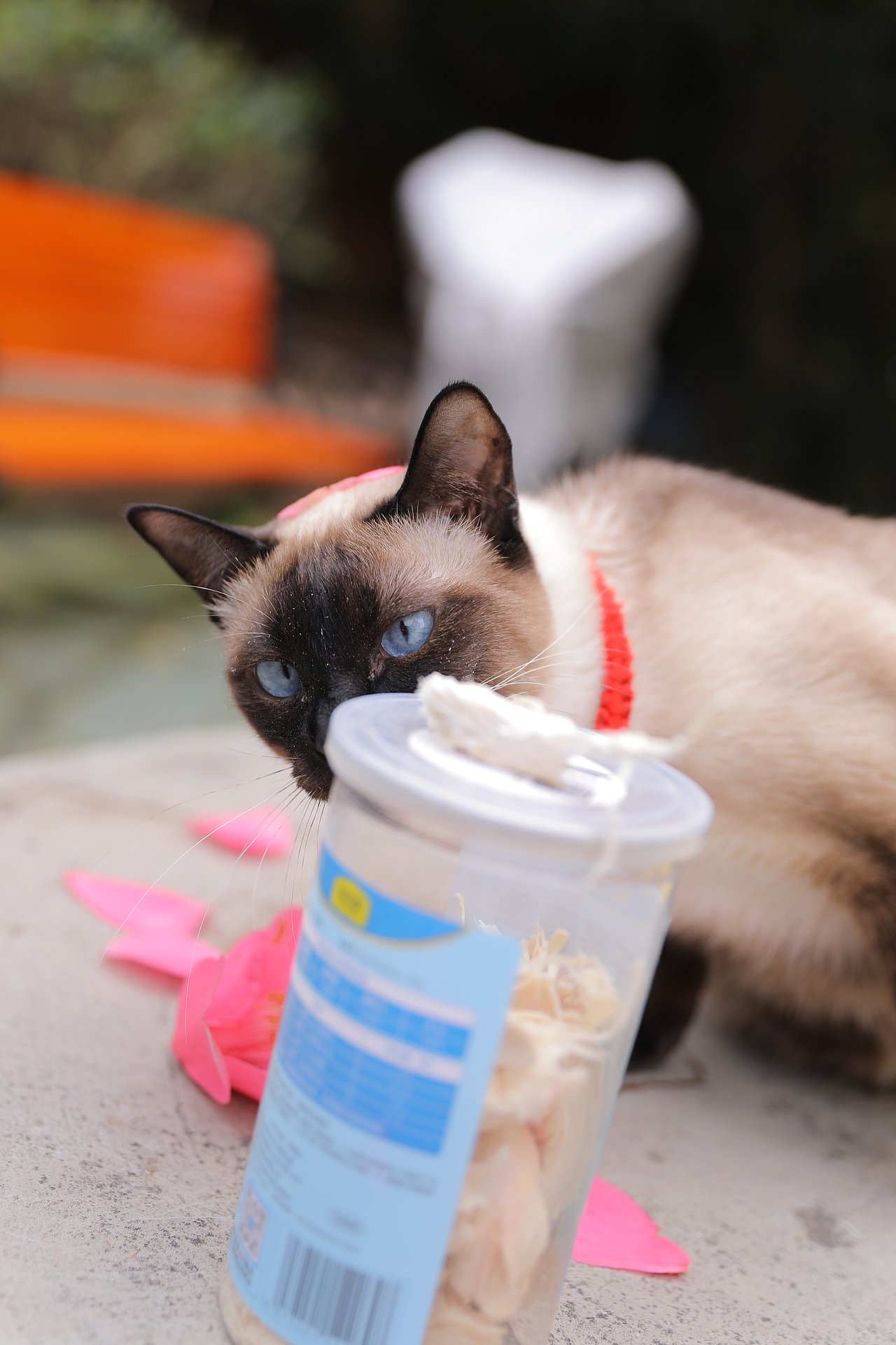 宠物猫（图ZMzY4MzExOTI0） - 宠物摄影 - 站酷设计师zpping123原创素材 - 站酷ZCOOL