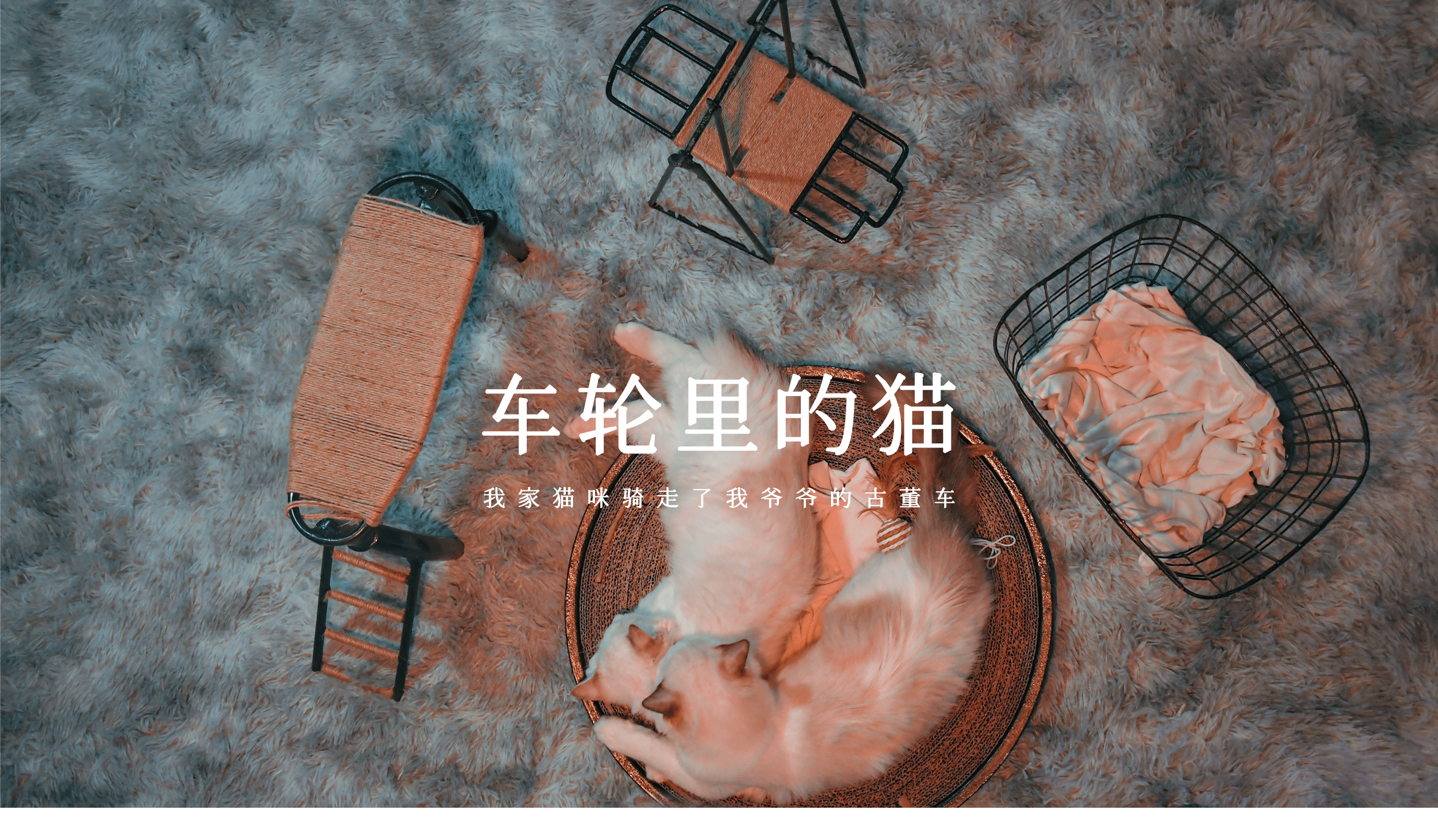 车轮里的猫-20年毕设