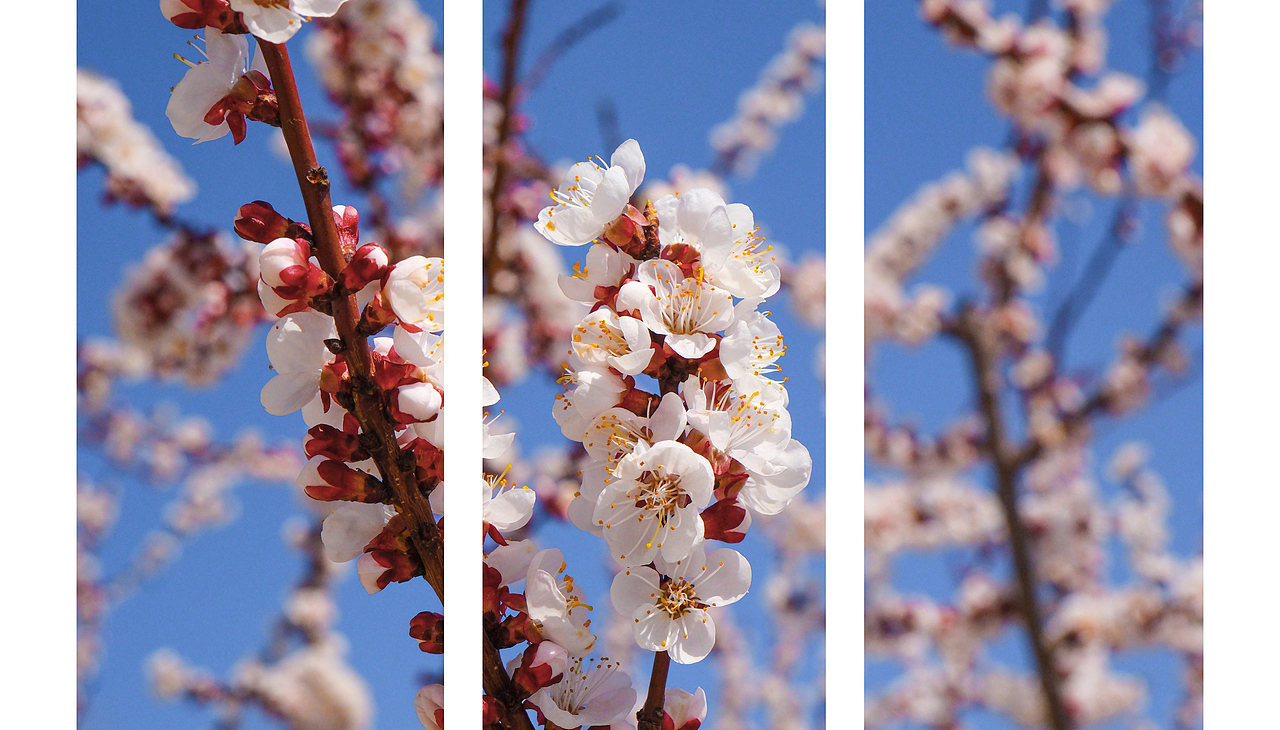 一些春光 一点分享