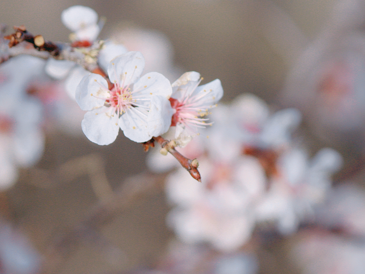 春至崂山（图ZMzM0ODg5ODEy） - 风光摄影 - 站酷设计师设计狮摄影狮原创素材 - 站酷ZCOOL