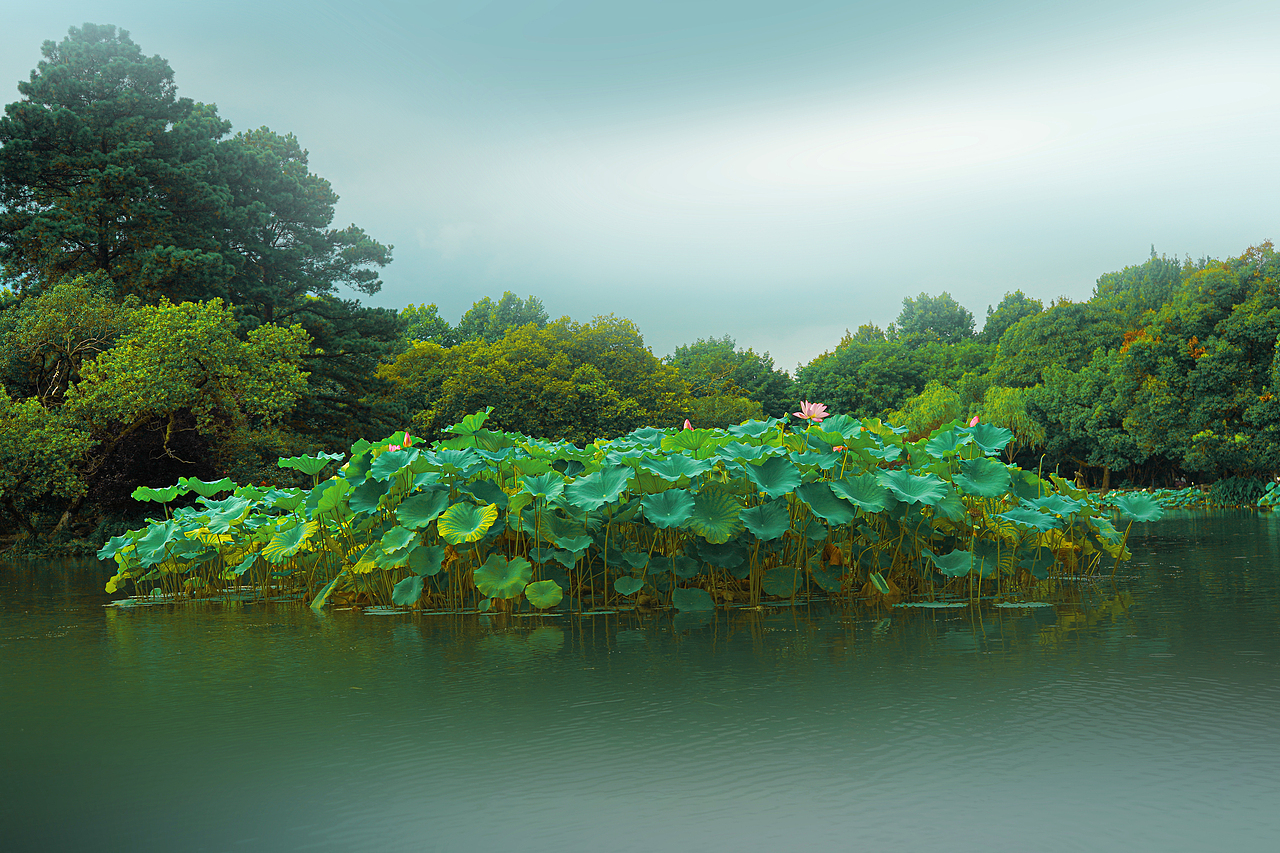 西湖|曲苑风荷