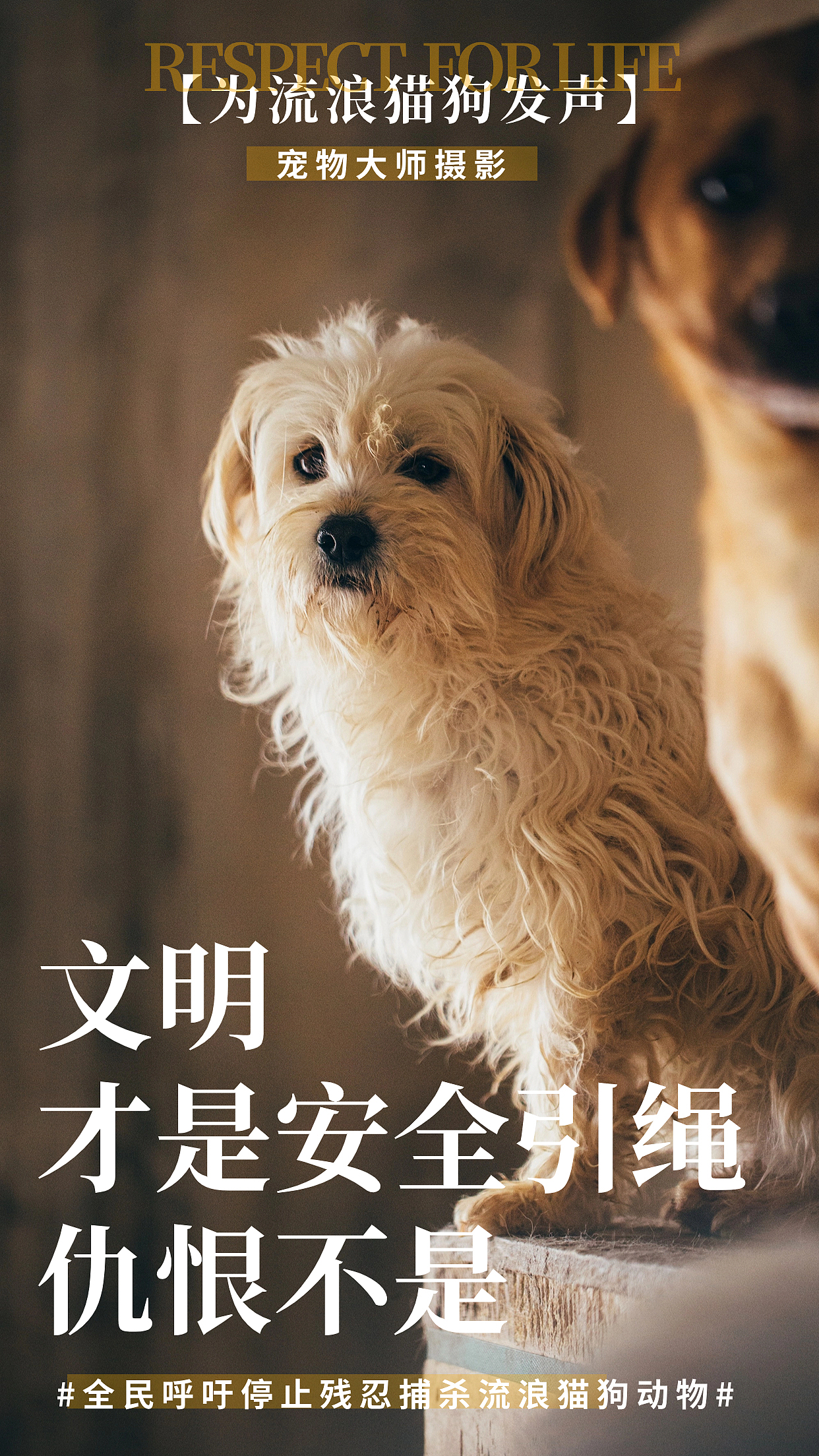 为流浪猫狗发声
