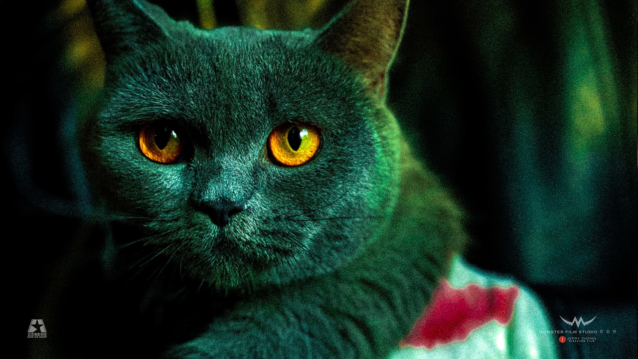 《追随》｜手机电影蒙太奇（图ZMzA2ODUxMjEy） - 其他摄影 - 站酷设计师JerryCheng1984原创素材 - 站酷ZCOOL