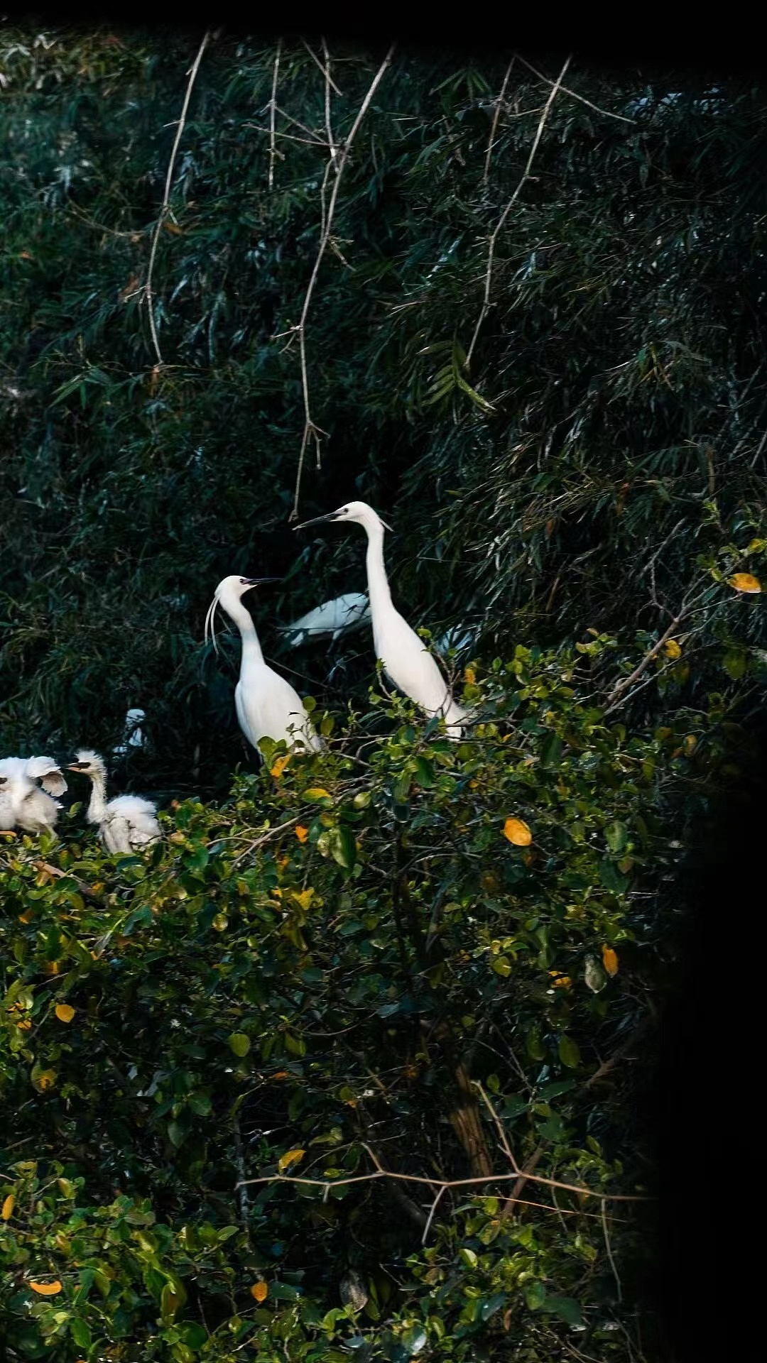 江门新会——小鸟天堂
