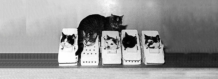 他们找来了包括费莉切特在内的15只猫。经过重重选拔，反复考核。最终，一只名叫费列的小公猫成功脱颖而出！
<br>--------------------------------------------------------------------------------------<br><br>▲<br>◀    然后我根据这个事件创作了    ▶<br>▼