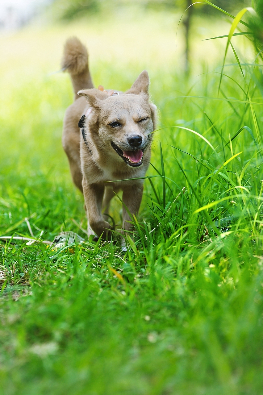 【纪实宠物摄影】