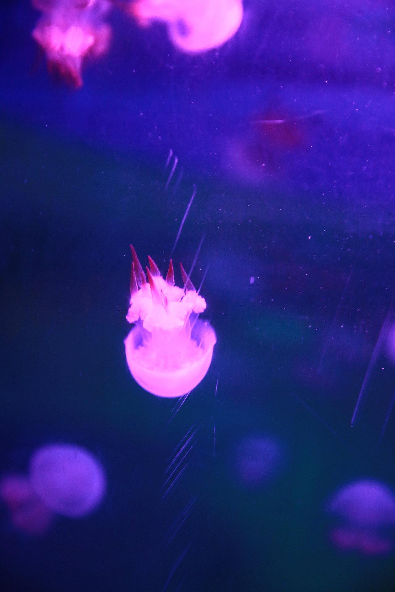 最萌物系列——水母