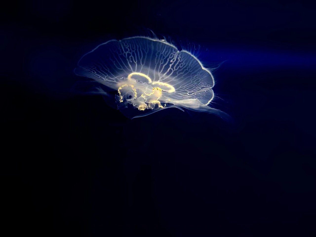 海洋馆里的一抹温柔