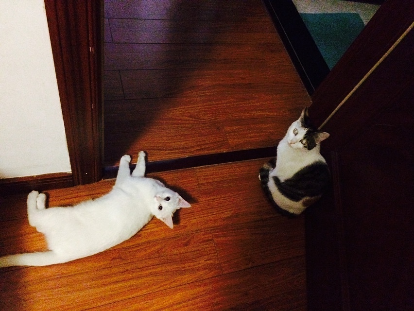 家有蠢猫妹妹（图ZMjU3ODEwNDg=） - 宠物摄影 - 站酷设计师豚豚neko原创素材 - 站酷ZCOOL