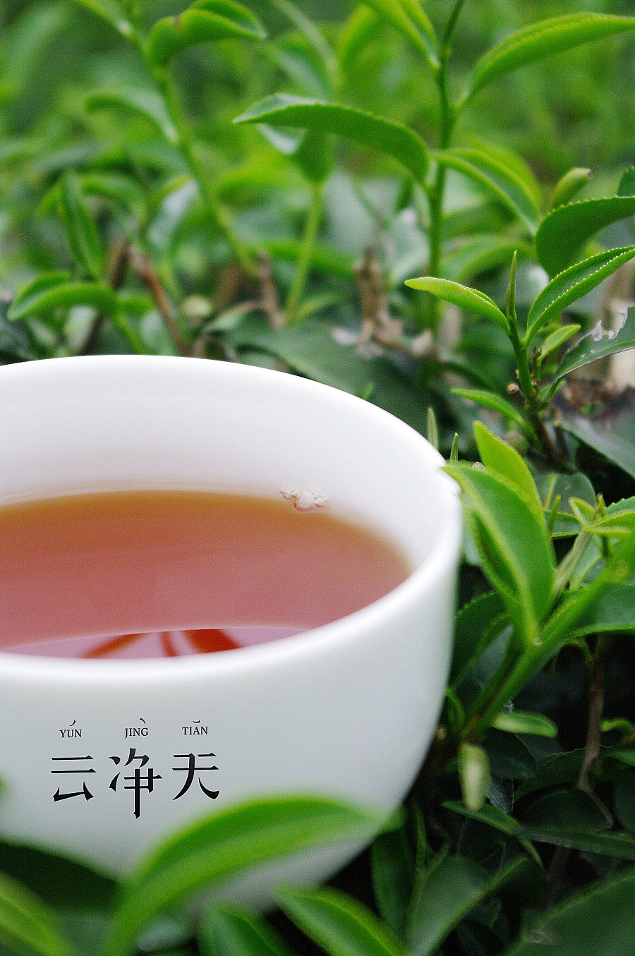 云净天 茶 包装设计