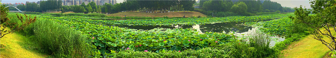 刘勇良手机纪实摄影：夏日荷塘（图ZMjE1MTEwMDIw） - 人文/纪实摄影 - 站酷设计师刘勇良意创书设原创素材 - 站酷ZCOOL