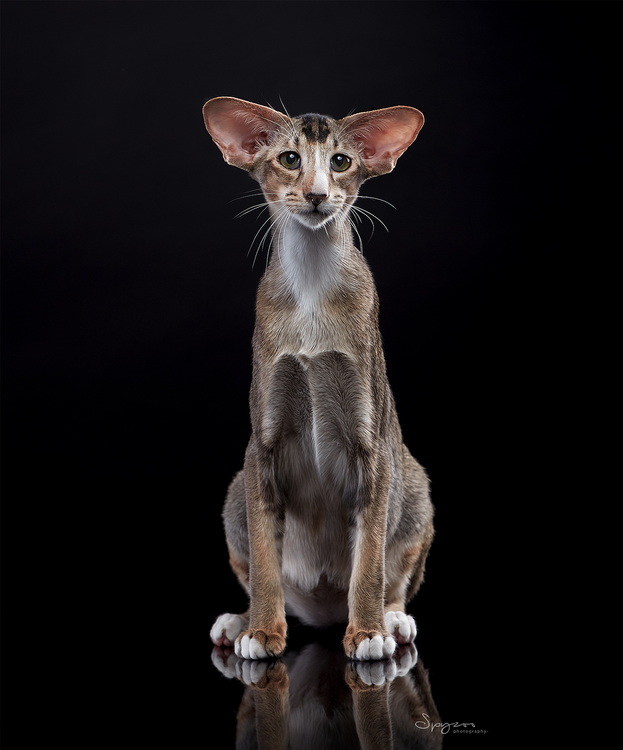 东方短毛猫天津影棚拍攝九月